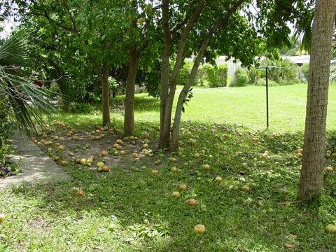 a picture of grapefruit on
the ground
